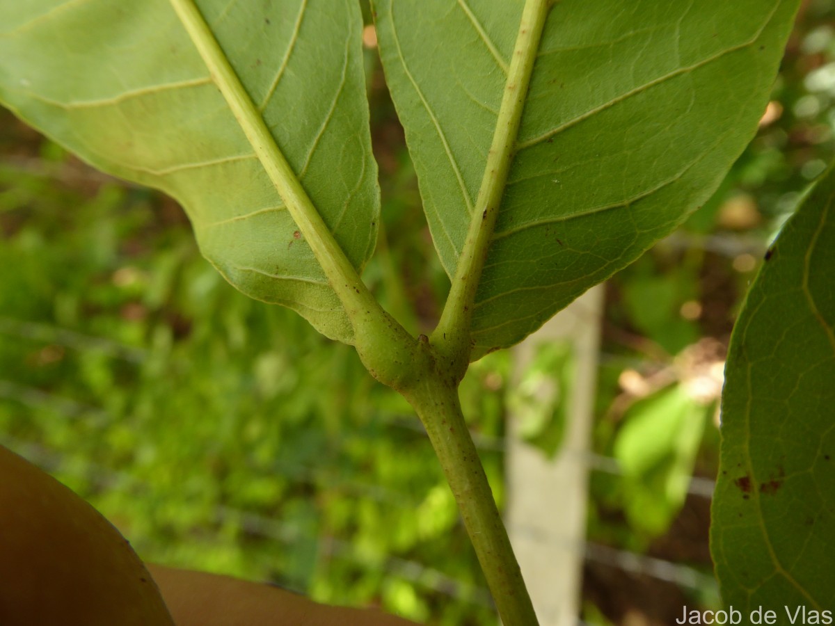 Schleichera oleosa (Lour.) Oken